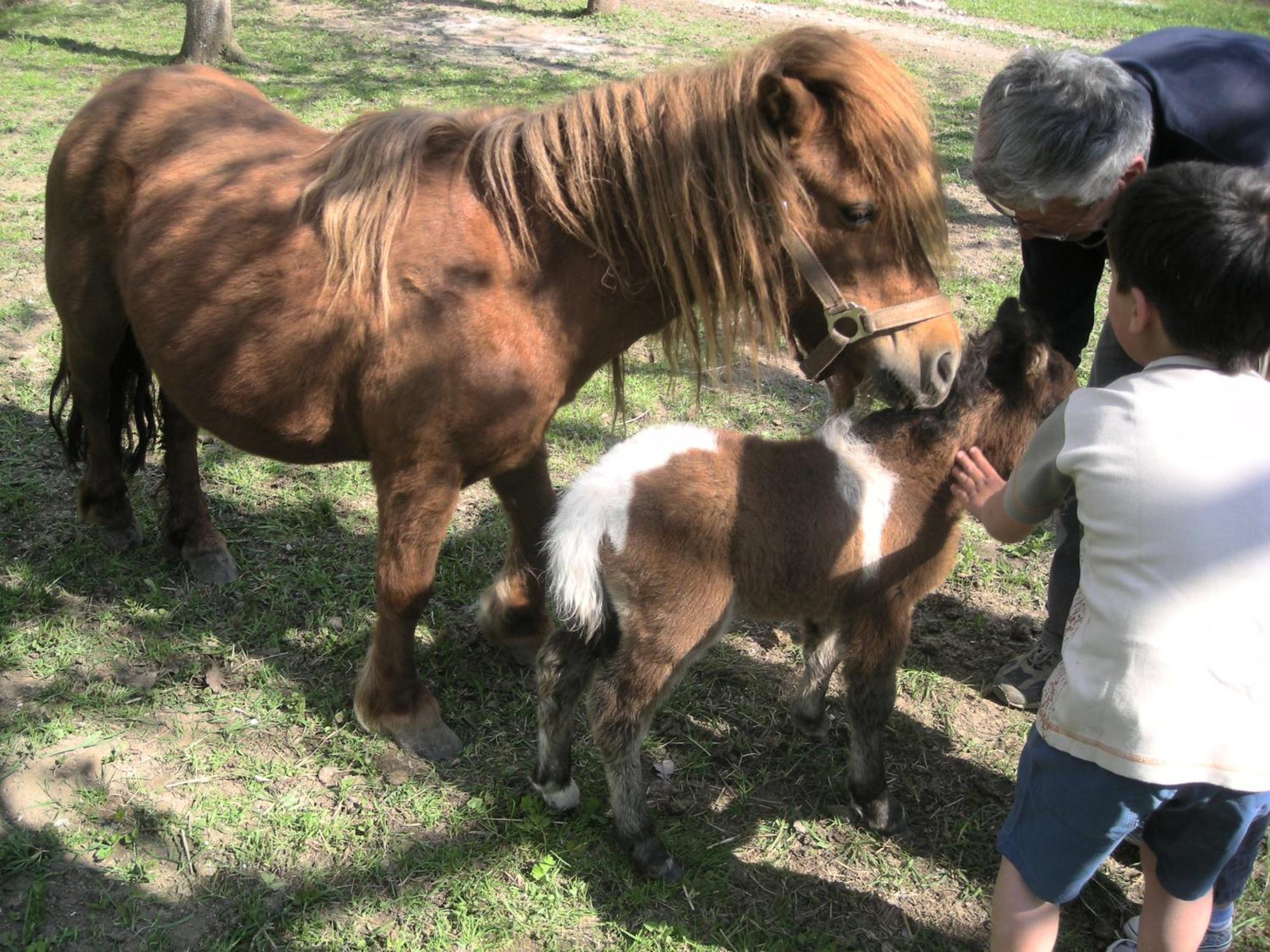 ホテル ロガール 観光農園 Grahovo エクステリア 写真